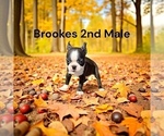 Small #6 Boston Terrier
