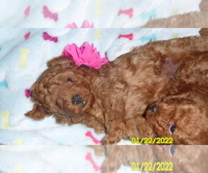 Poodle (Toy) Puppy for sale in DULUTH, GA, USA