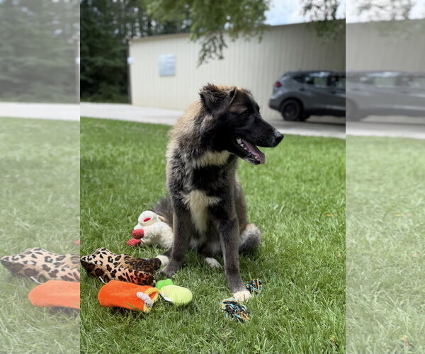 Medium Photo #3 Great Pyrenees Puppy For Sale in Yardley, PA, USA