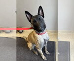 Small #4 German Shepherd Dog Mix