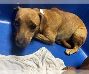 Chihuahua Dogs for adoption in Bakersfield, CA, USA