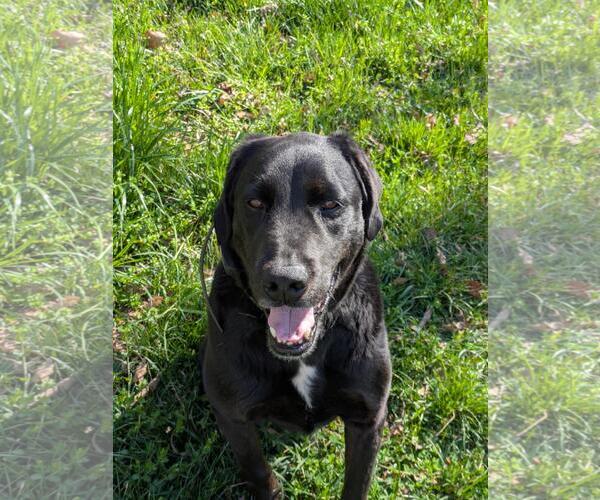 Medium Photo #2 Labrador Retriever-Unknown Mix Puppy For Sale in Rustburg, VA, USA
