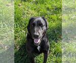 Small #1 Labrador Retriever Mix