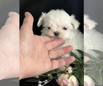 Small #1 Maltese