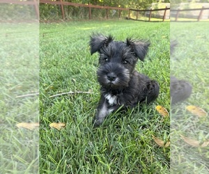 Schnauzer (Miniature) Puppy for sale in COLUMBIA CITY, IN, USA