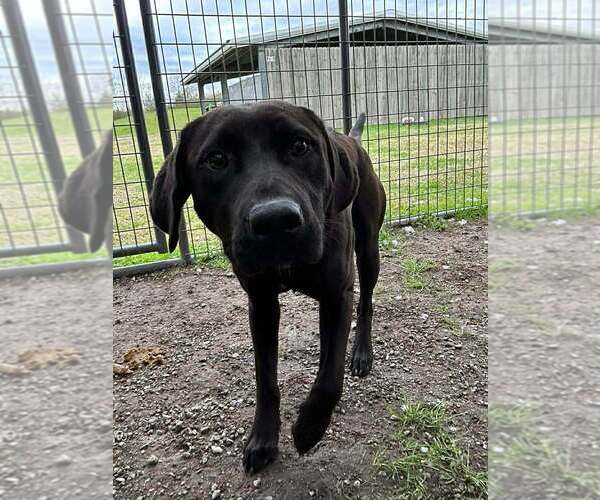 Medium Photo #4 Mutt Puppy For Sale in Abbeville, LA, USA