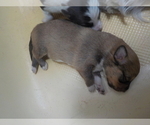 Small Photo #3 Australian Shepherd-Pembroke Welsh Corgi Mix Puppy For Sale in GALLEGOS, NM, USA