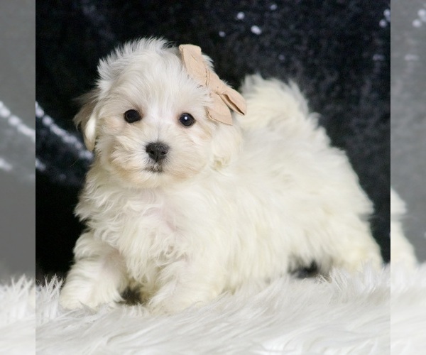Medium Photo #4 Maltipoo Puppy For Sale in WARSAW, IN, USA