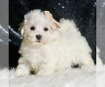 Small #3 Maltipoo
