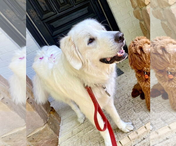 Medium Photo #2 Great Pyrenees Puppy For Sale in Dallas, TX, USA