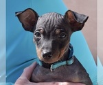 Small #2 American Hairless Terrier