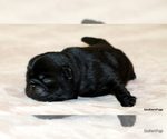 Small #1 Pug