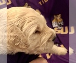 Small Photo #11 Goldendoodle-Poodle (Standard) Mix Puppy For Sale in BATON ROUGE, LA, USA