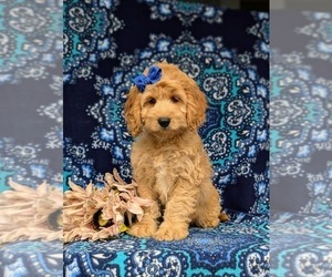 Cock-A-Poo Puppy for sale in EPHRATA, PA, USA