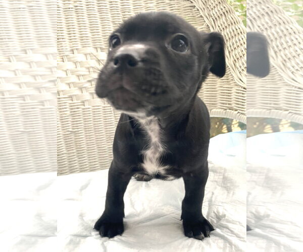 Medium Photo #15 Mutt Puppy For Sale in Holly Springs, NC, USA