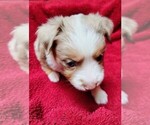 Small Miniature Australian Shepherd