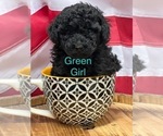 Puppy Green collar Poodle (Miniature)