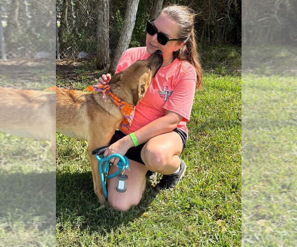 Medium Photo #2 German Shepherd Dog-Unknown Mix Puppy For Sale in San Leon, TX, USA