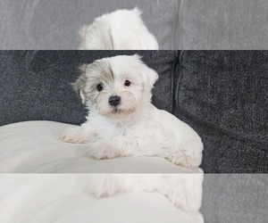 Morkie-Poodle (Miniature) Mix Puppy for sale in AMITY, AR, USA