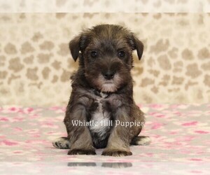 Schnauzer (Miniature) Puppy for sale in DENVER, PA, USA