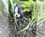 Small #4 Boston Terrier