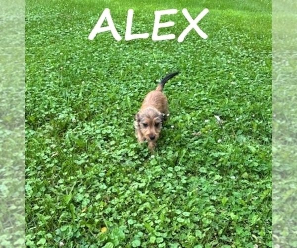Medium Photo #4 Carkie Puppy For Sale in HARTLAND, MN, USA