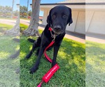 Small #10 Labrador Retriever Mix