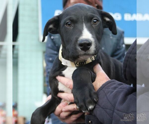Medium Photo #4 Border Collie-Unknown Mix Puppy For Sale in Washington, DC, USA