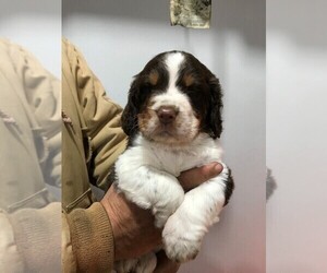 English Springer Spaniel Puppy for sale in PIERRE, SD, USA
