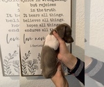 Small Photo #7 Dachshund Puppy For Sale in HONDO, TX, USA