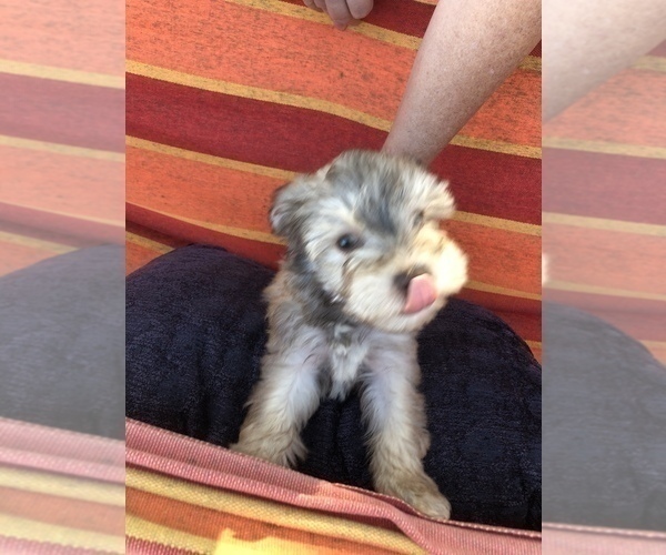 Medium Photo #1 Schnauzer (Miniature) Puppy For Sale in MICHIGANTOWN, IN, USA