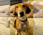 Small Photo #5 English Foxhound-Unknown Mix Puppy For Sale in Cary, NC, USA