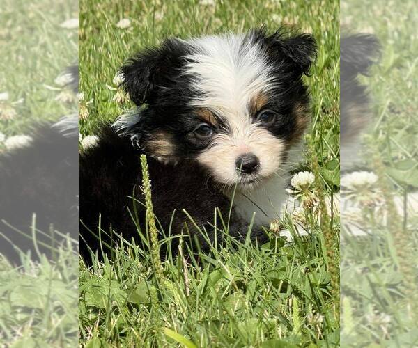 Medium Photo #1 Miniature Australian Shepherd Puppy For Sale in KEOTA, IA, USA