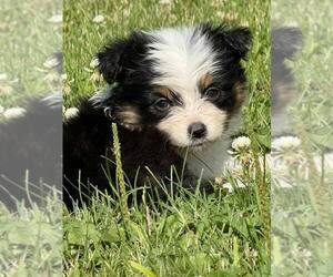 Miniature Australian Shepherd Litter for sale in KEOTA, IA, USA