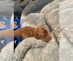 Small Photo #12 Goldendoodle (Miniature) Puppy For Sale in SAN JOSE, CA, USA