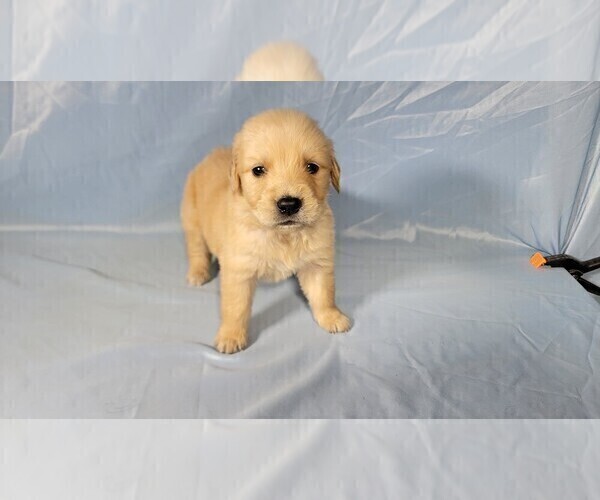 Medium Photo #10 Golden Retriever Puppy For Sale in FALCON, CO, USA