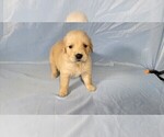 Small #9 Golden Retriever