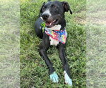 Small #3 American Pit Bull Terrier Mix