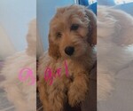 Small Photo #2 Goldendoodle Puppy For Sale in LAPEER, MI, USA