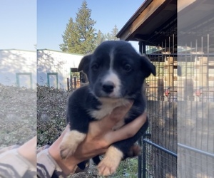 Border Collie Puppy for Sale in COLTON, Oregon USA