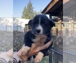 Small Photo #1 Border Collie Puppy For Sale in COLTON, OR, USA