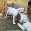 Small Photo #297 Dogo Argentino Puppy For Sale in PINEVILLE, MO, USA