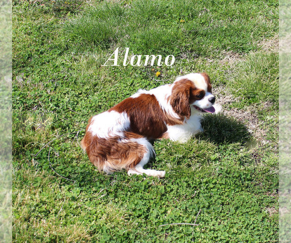 Medium Photo #1 Cavalier King Charles Spaniel Puppy For Sale in CHANUTE, KS, USA