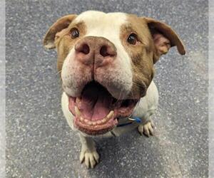 American Pit Bull Terrier-Unknown Mix Dogs for adoption in Anchorage, AK, USA