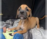 Small #1 Labrador Retriever Mix