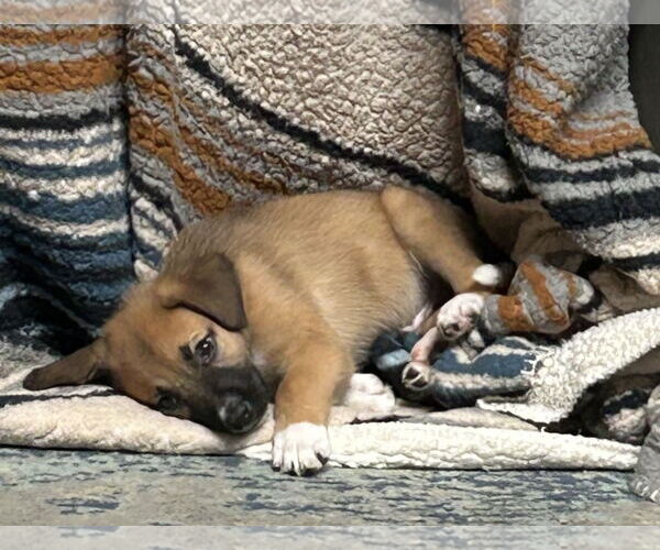 Medium Photo #5 Black Mouth Cur-German Shepherd Dog Mix Puppy For Sale in The Woodlands, TX, USA