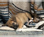 Small #4 Black Mouth Cur-German Shepherd Dog Mix