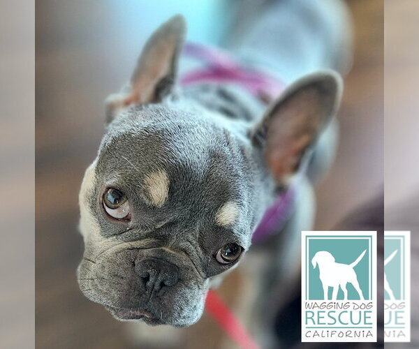 Medium Photo #3 French Bulldog Puppy For Sale in Carlsbad, CA, USA
