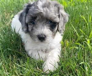 Newfoundland-Poodle (Toy) Mix Puppy for sale in NILES, MI, USA