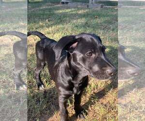 Lila - Female Labrador Retriever-Unknown Mix Dog for Adoption - Photo #2